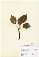 藏品(昆欄樹)的圖片